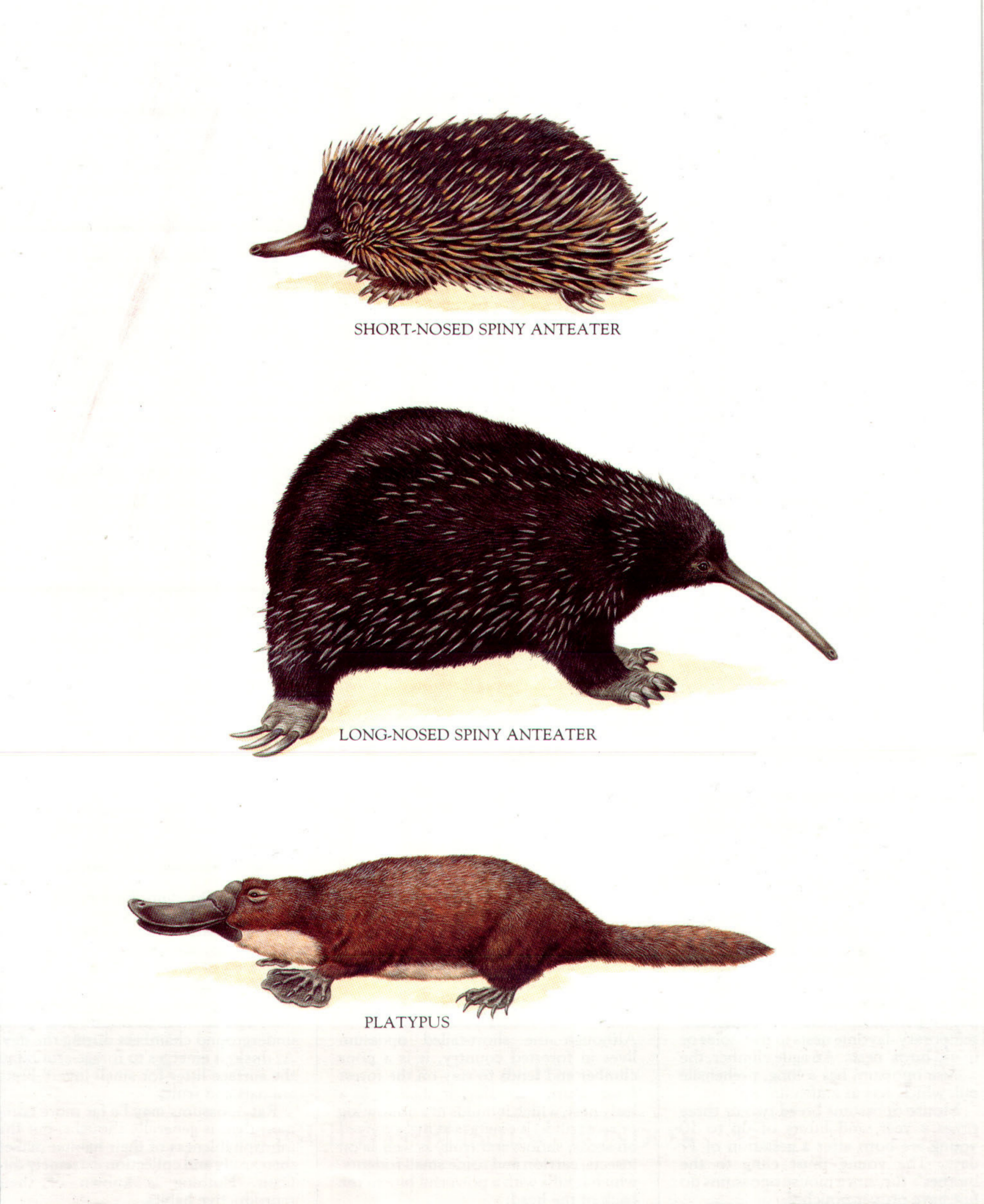 02 Mammals cover