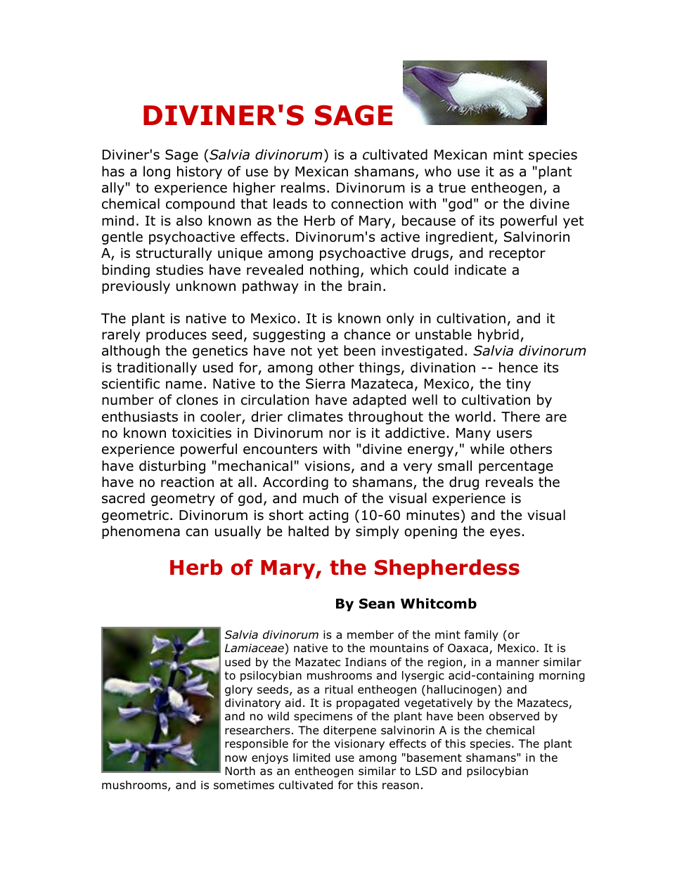 Diviners Sage cover