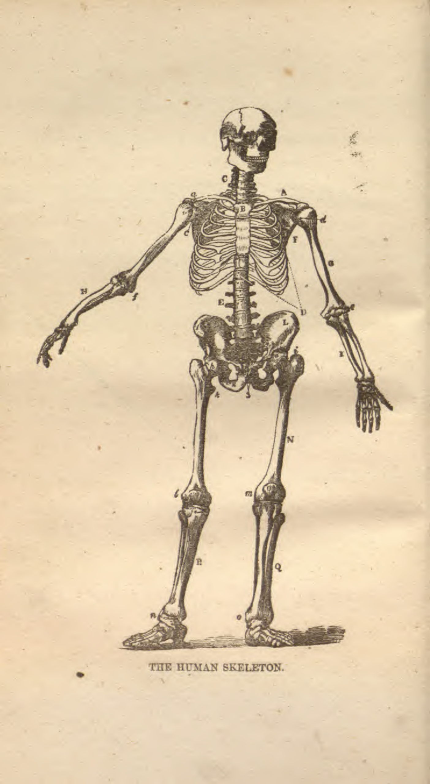 The reformed botanic and Indian physician a complete guide to health Dr. Daniel Smith - D. Smith (1855) cover