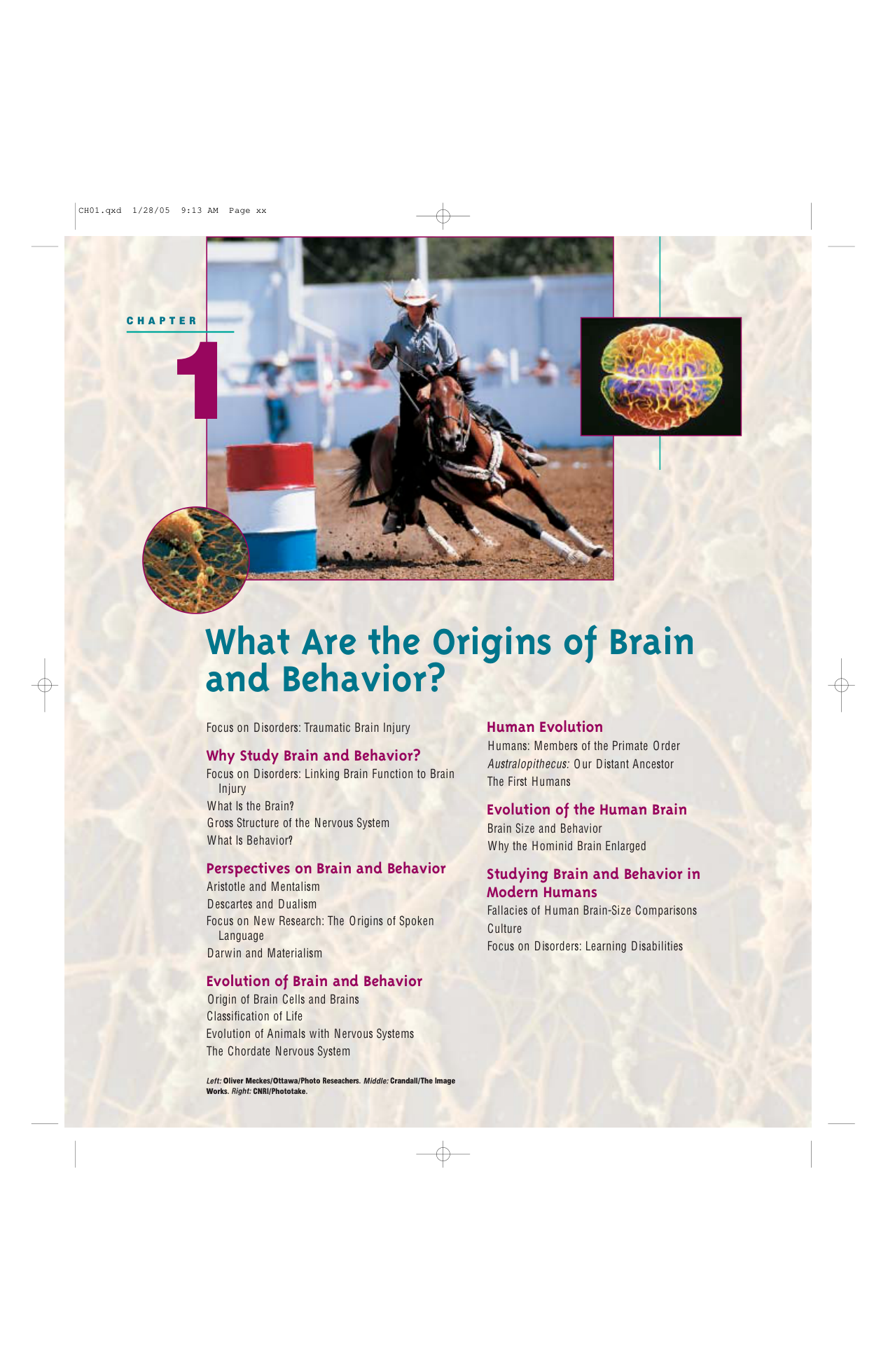 Introduction To Brain And Behavior cover