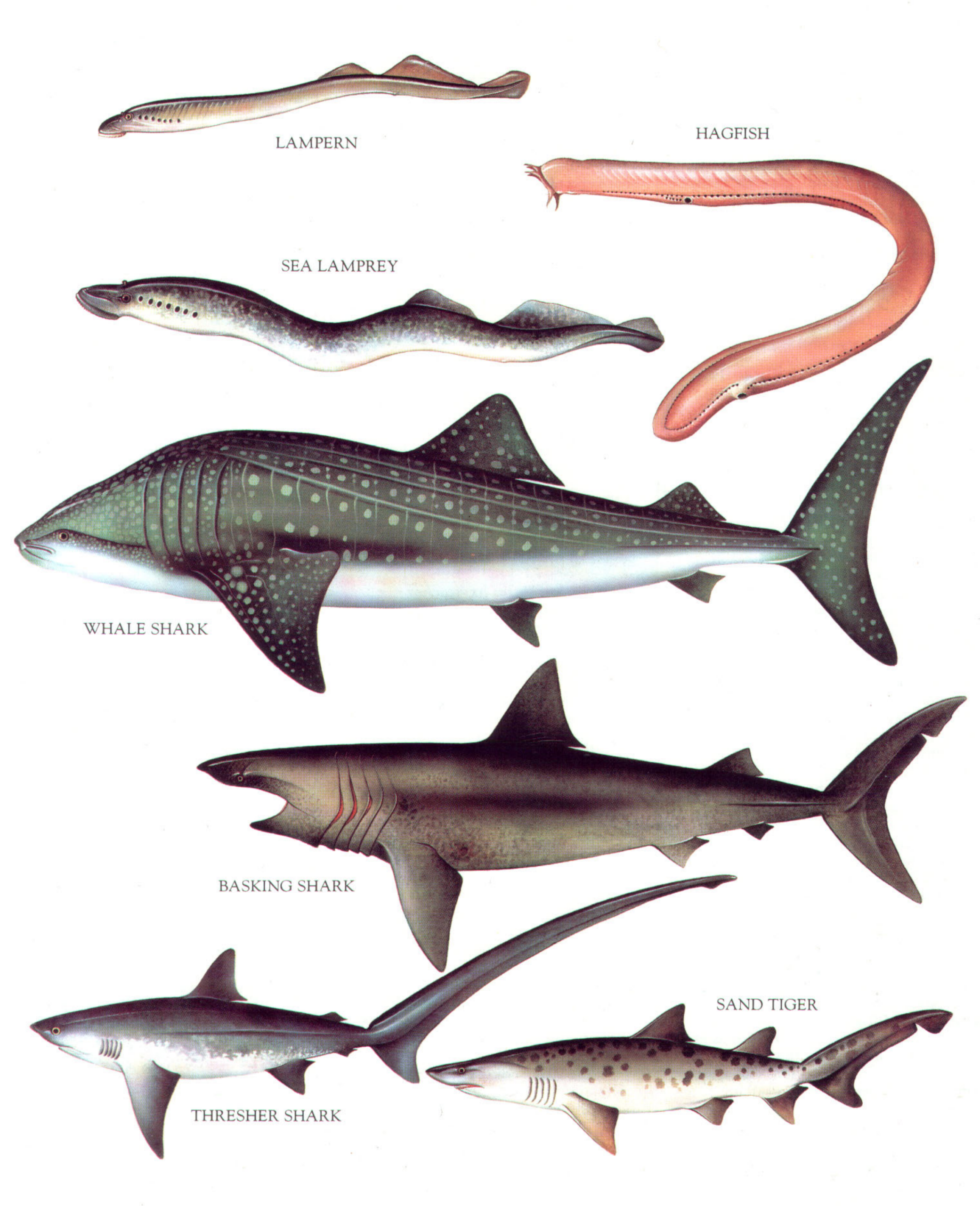 05 Fishes cover