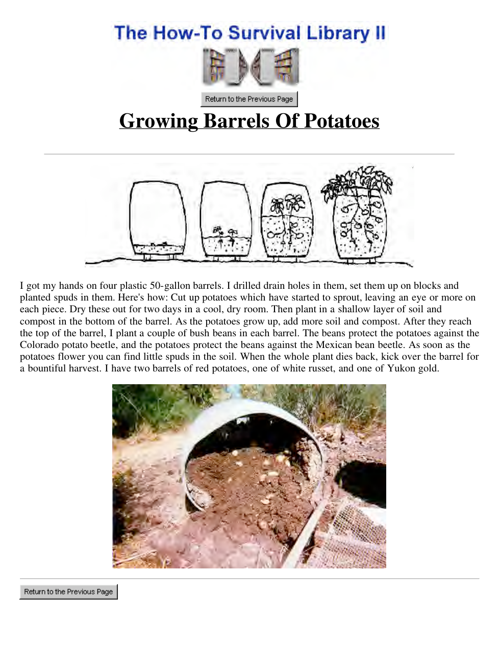Growing Barrels Of Potatoes cover