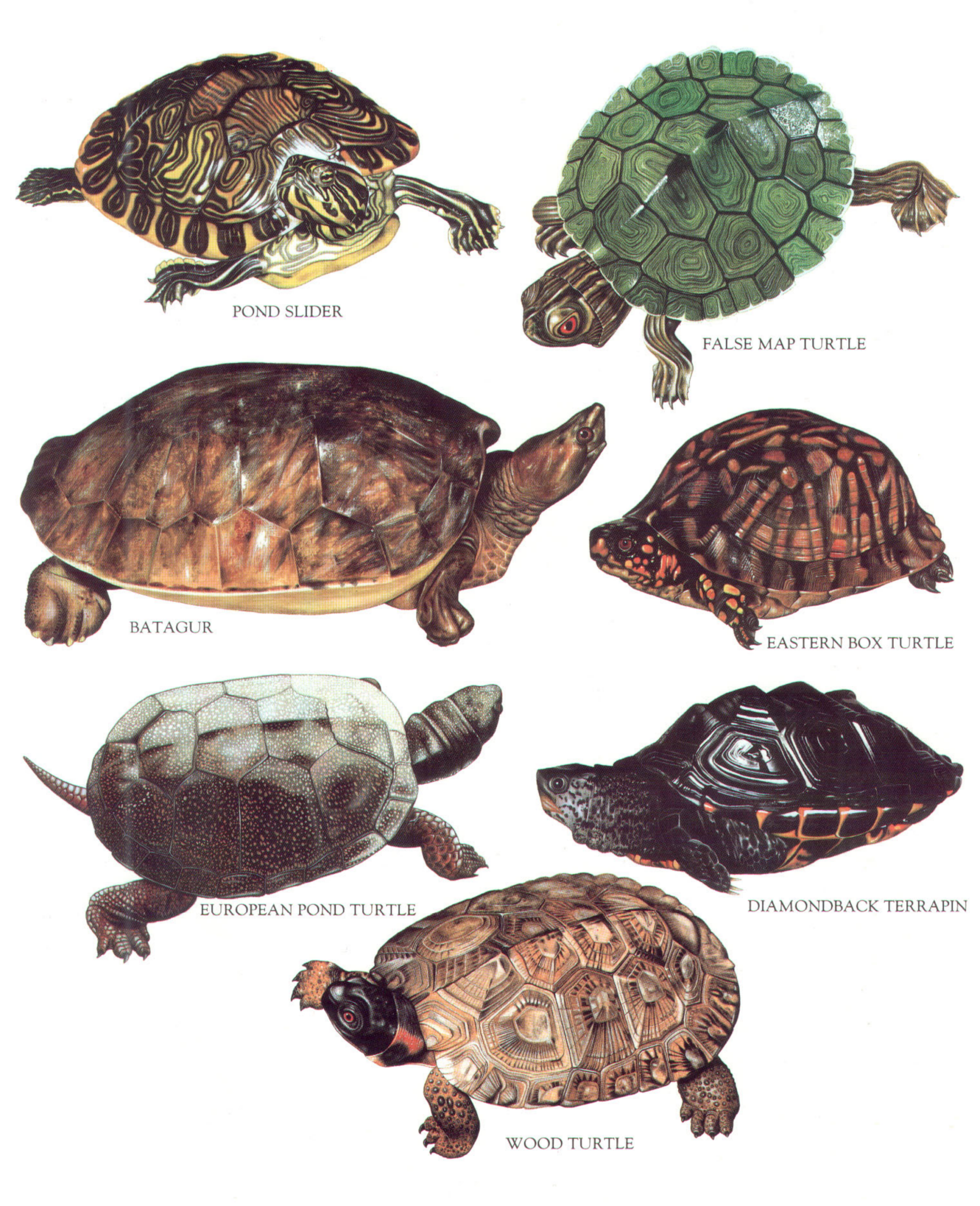 04 Reptiles and Amphibians cover